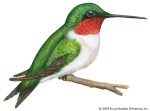 Ruby Throated Hummingbird