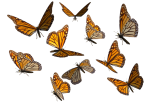 monarch_butterfly_clipart
