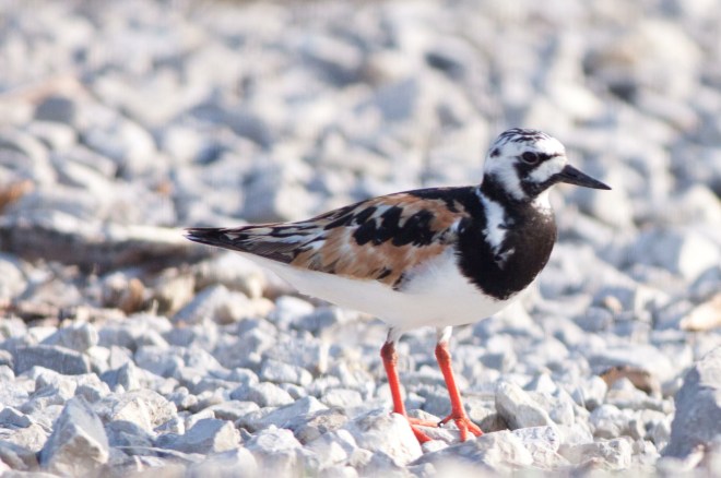Ruddy_Turnstone_Shutes_Branch_-20150811-IMG_9569a