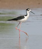 Black-necked stilt 150x174