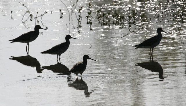 Greater yellowlegs in silo 768x441
