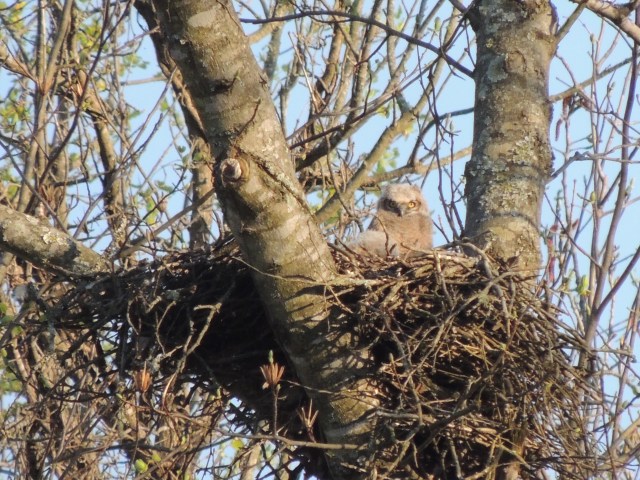 great_horned_owl_tyree_access_20160326-DSCN6037