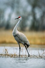 SANDHILL-CRANE