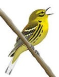yellow_rumped_warbler