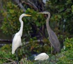 Great Egret + Great Blue Heron - White Rock Lake