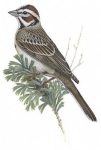 lark sparrow