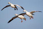 snow-goose-0110