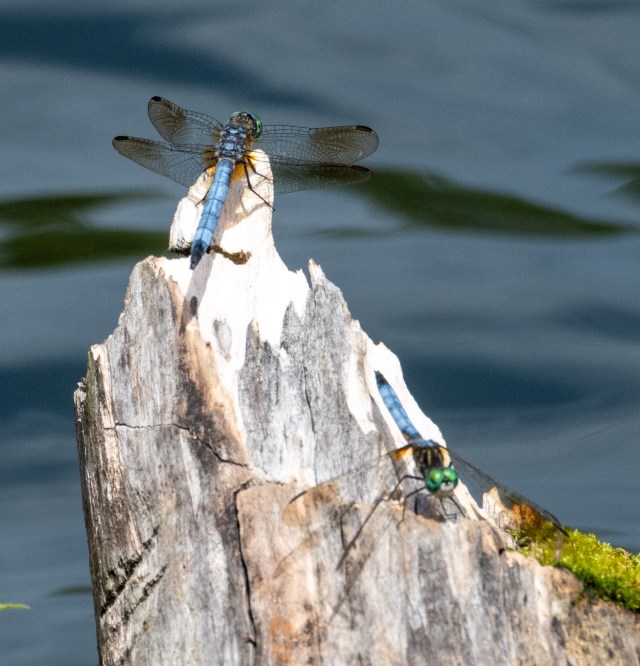 Blue Dragonfly by Sue Lanier Edgar Evins State Park