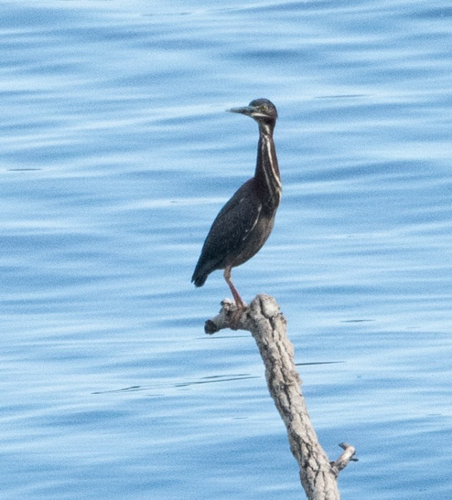 Green Heron by Sue Lanier Edgar Evins State Park