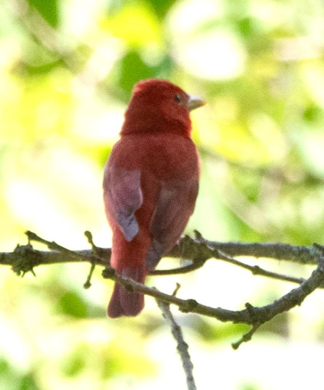 Summer Tanager by Sue Lanier Edgar Evins State Park