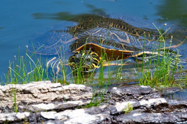Turtle by Sue Lanier Edgar Evins State Park