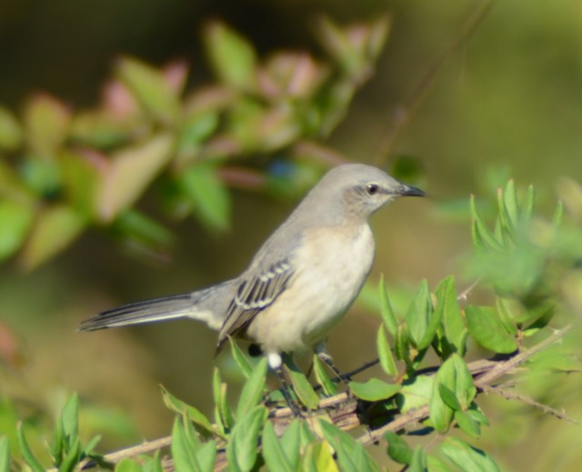 Northern Mockingbird by Tom Lingafelter Cedars of Lebanon State Park October 18, 2025